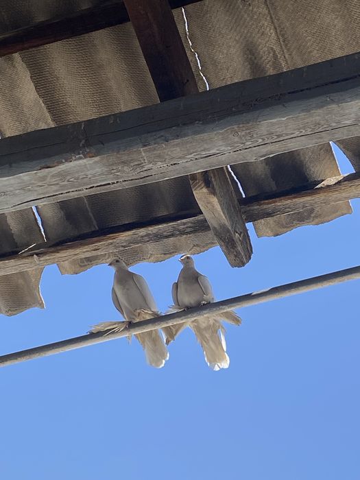 Птицы одна пара  продается