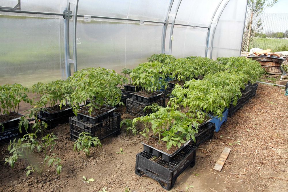 Разсад Домати - Червени Розови - София , с. Бусманци - само на място !