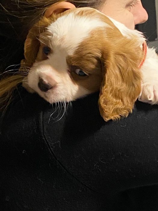 Cavalier king Charles spaniel