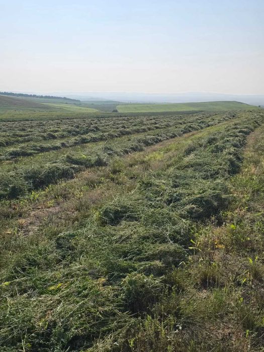 Сено в рулонах продам