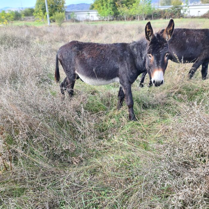 Vand magarite si magari