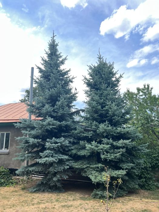 Голубая и зеленая ели