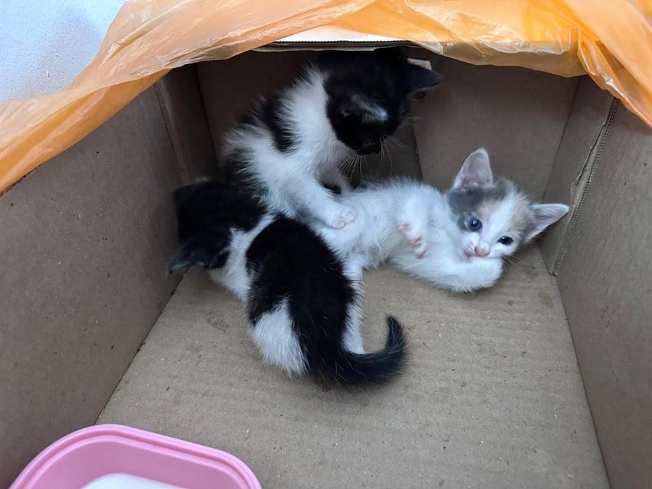 Мысықтар бар,тегін!