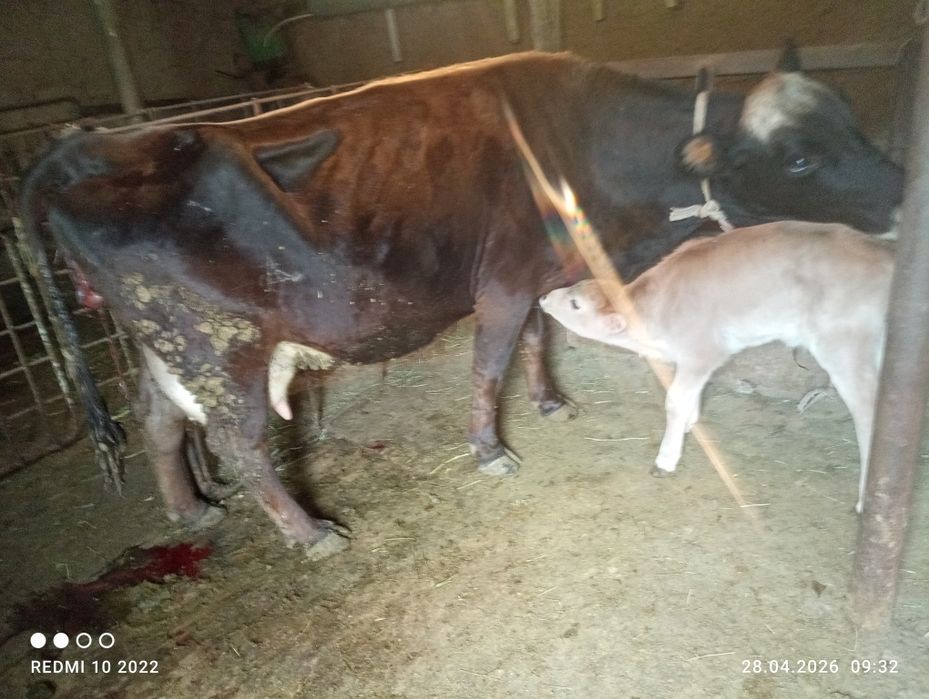 Продается корова с теленком