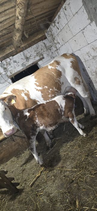 Vand vacă cu vitel!
