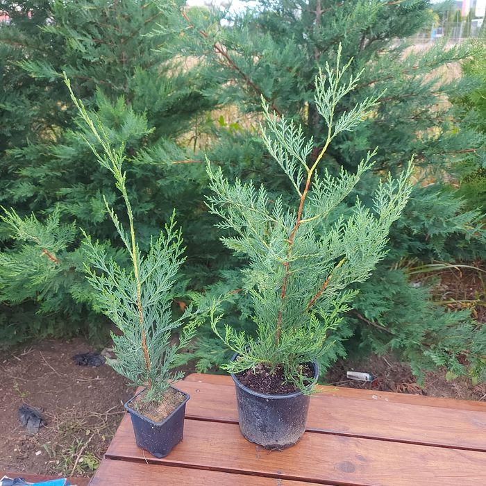 Leylandii / Tuia Smaragd / Laur Englezesc / Photinia Red Robin