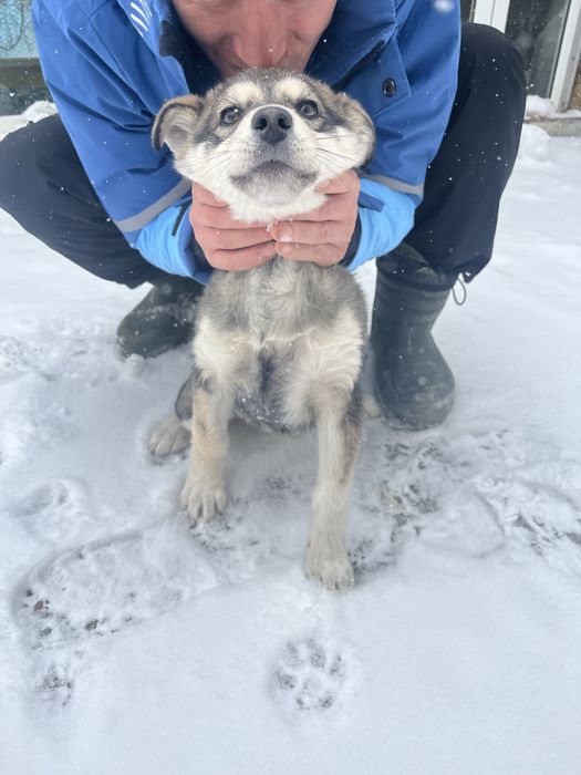 Отдам щенка в хорошие руки