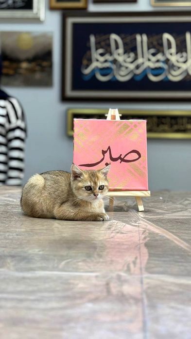 "Sabr" yozilgan kartina