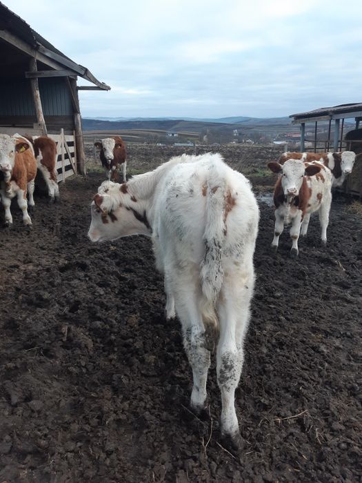 Vand tauras de 5 luni