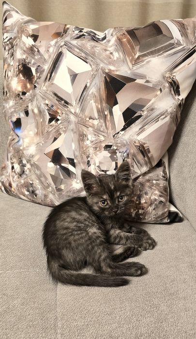 Котёнок ищет дом.