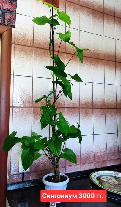 Продам комнатные растения