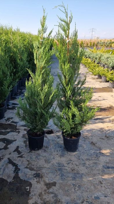 Vând tuia leylandii chiparos la oferta asiguram transport gratuit