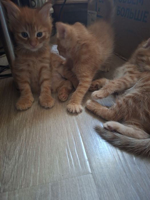Котята от мамы Мейн кунь