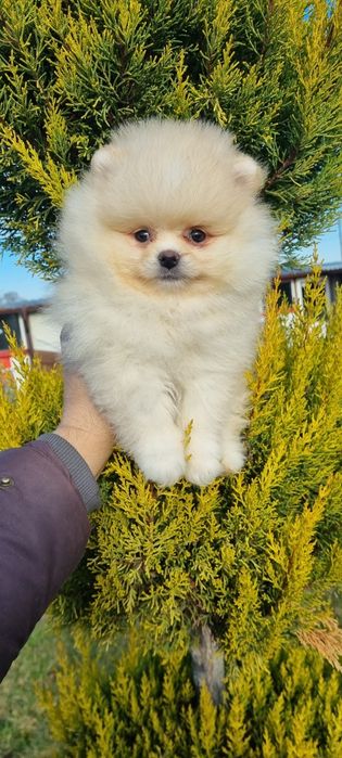 Померан мини померанче