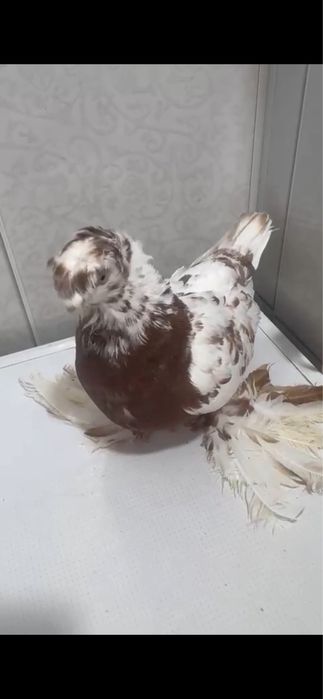 Продам голуби, кептер