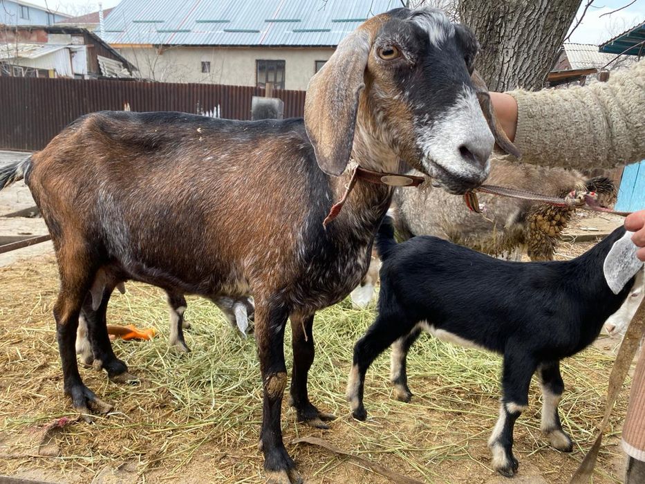 Ешкі және лақтар теке бар