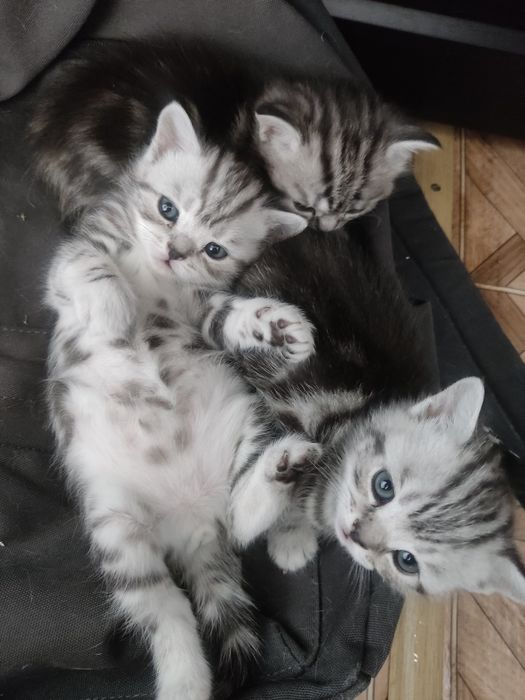 Котята британская мраморная