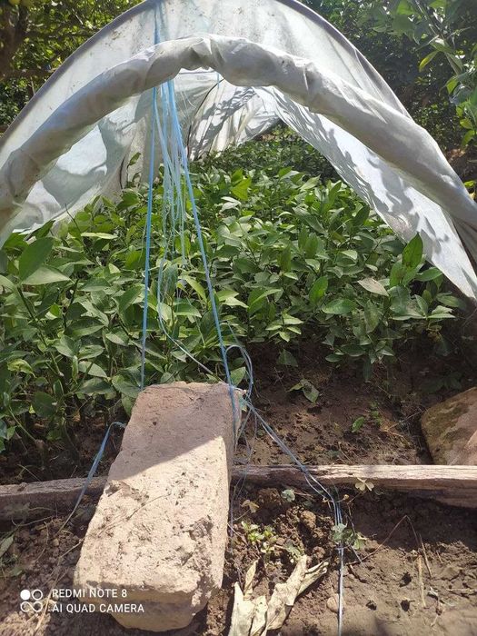 Лимон(мэйер)/киви/японский урюк. Limon/kivi/greyfrut/yapon u