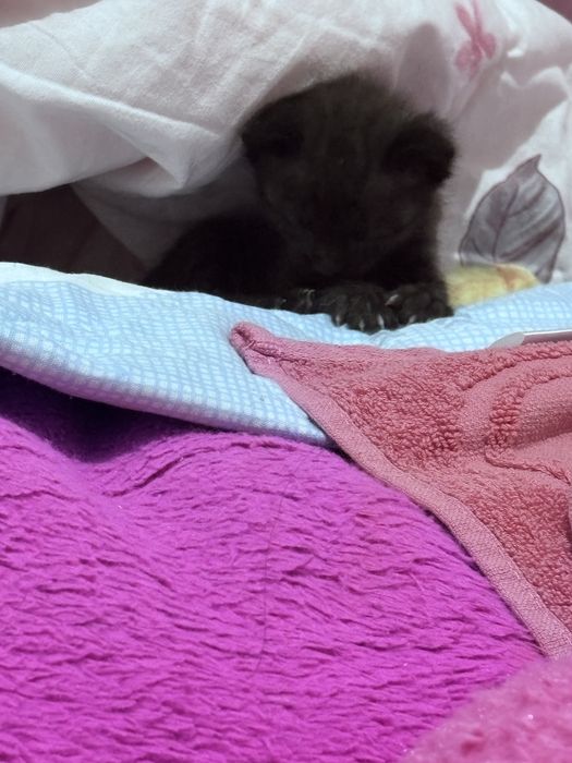 Котенок мальчик отдам в хорошие руки