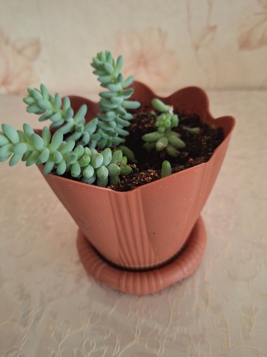 Седум  (очиток) Моргана