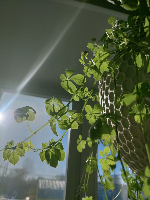 Комнатный виноград-Циссус Стриата.