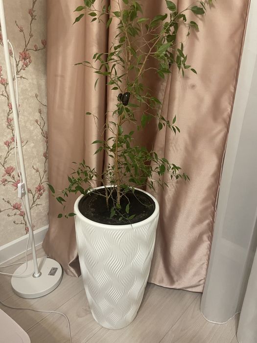 Продам комнатные растения