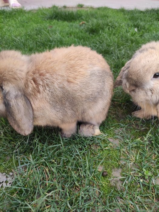 Кролики карлики породы "баран" по 350 тыс.