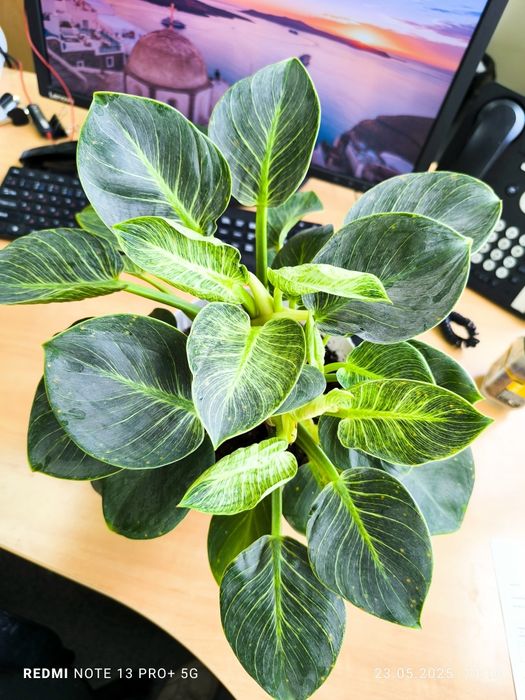 Филодендрон Биркин