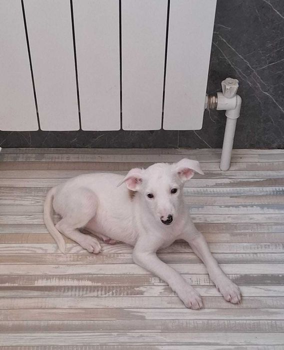 отдам в добрые руки щенков