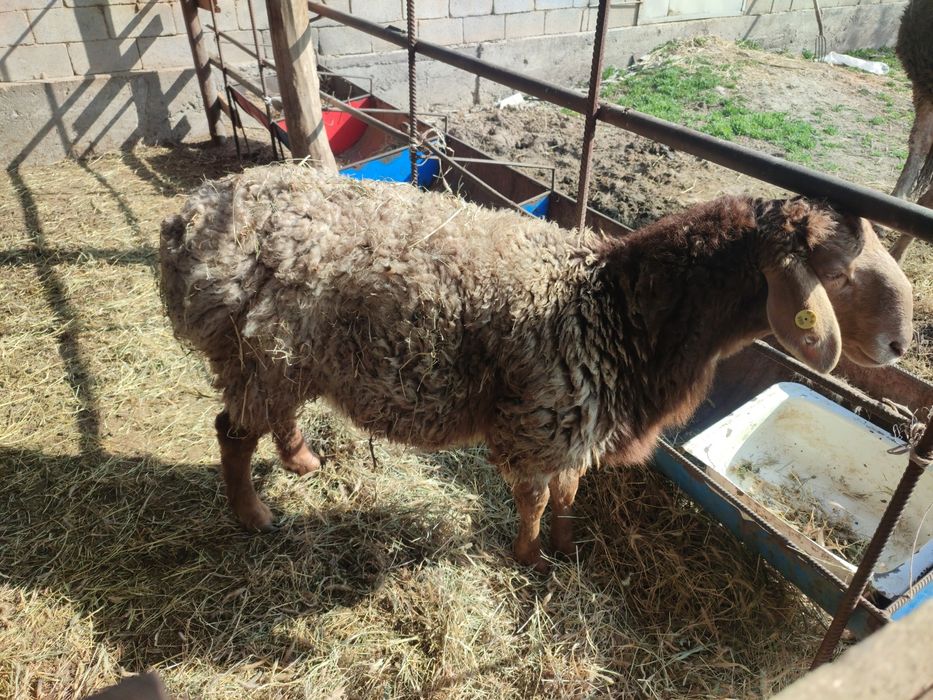 Қой, қошқар сатылады