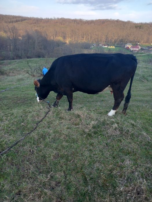 Vând vaca Angus ingrijita