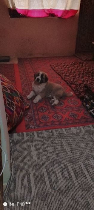 Bo'ribosar kuchuk sotiladi