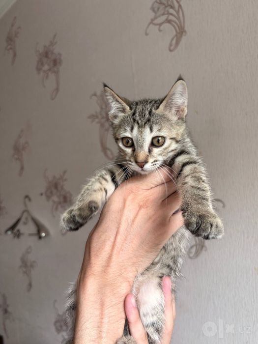Котята "Баракат"