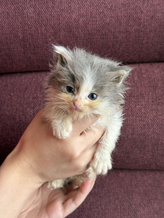 Котята ищут любящую семью