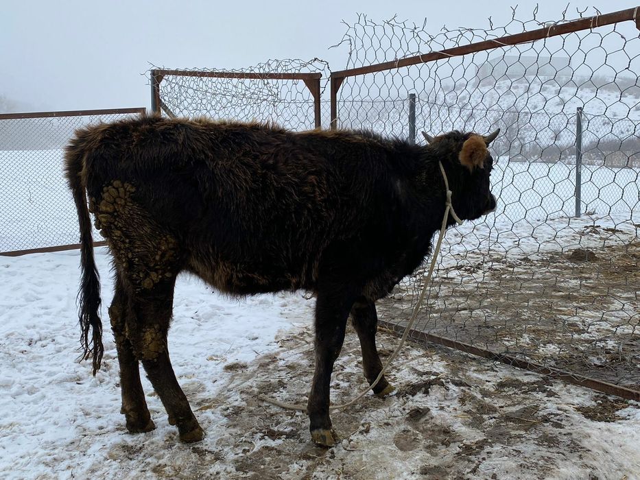 Тёлка алатауская