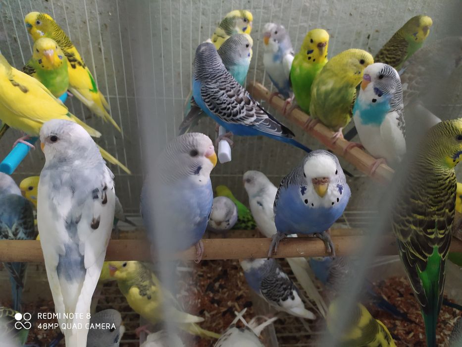 Попугай волнистые