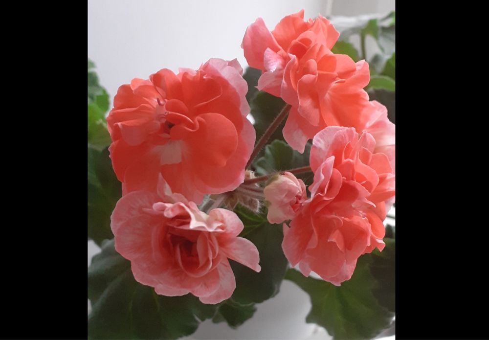 Сортовые пеларгонии