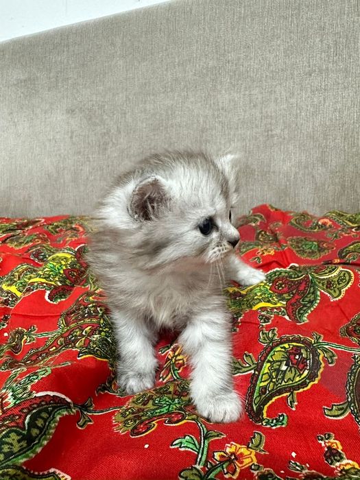 Продается котята