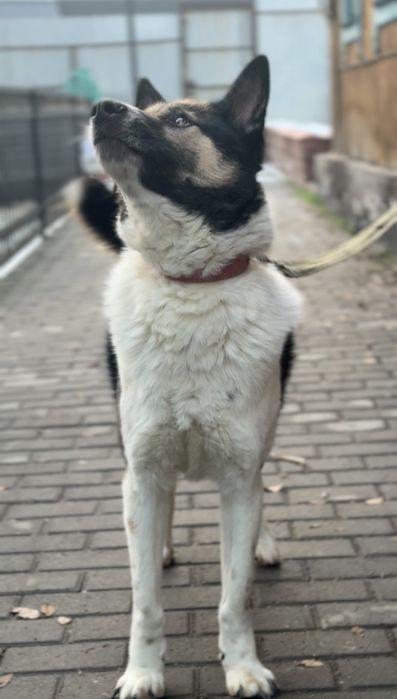 Молодой пёс в добрые руки