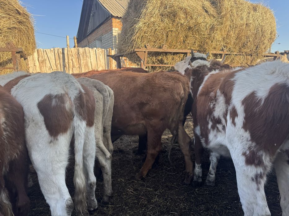 Продам только всех сразу 20 телок