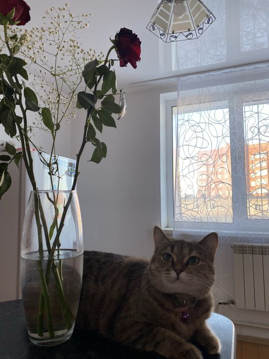 отдаем кошку в добрые руки