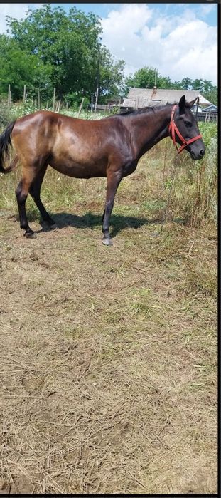 Iapă de vânzare 4000 Ron