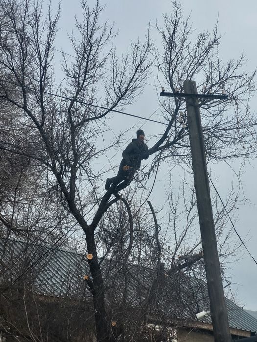 Спил деревьев обрезка плодовых деревьев