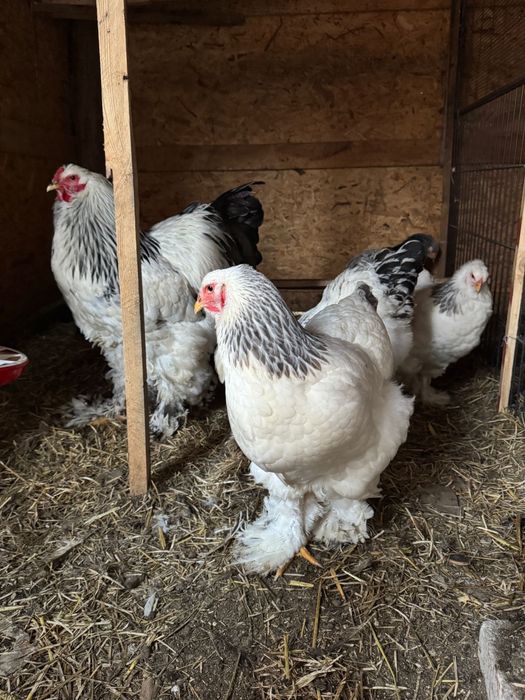 Oua de brahman gold si de brahman herminat deschis