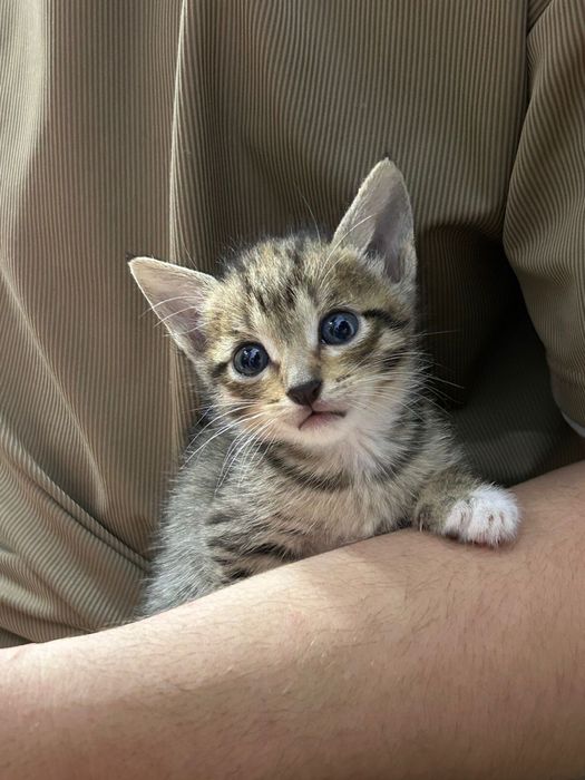 БЕСПЛАТНО отдам котят и их маму