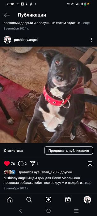 Преданные собачки ищут дом