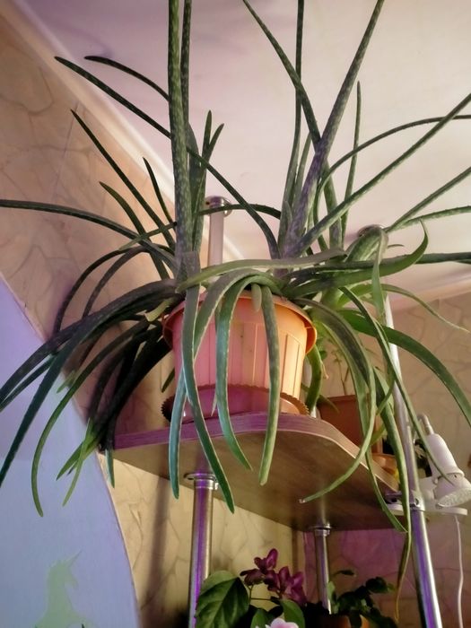 Продам алоэ вера