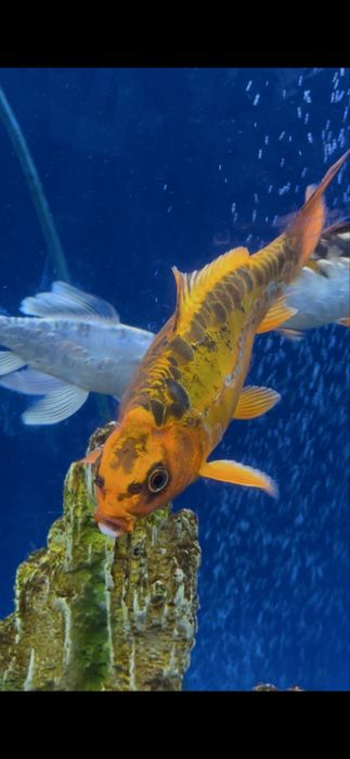 Карп кой рыбы для пруда и аквариума