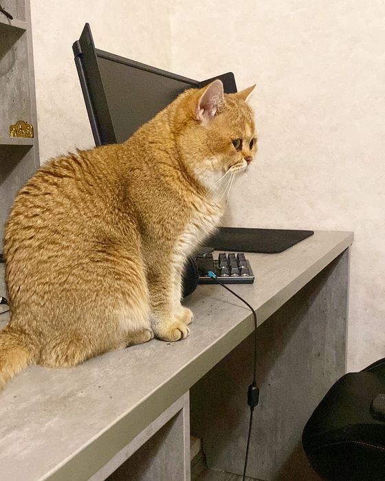 Британские золотые шиншиллы