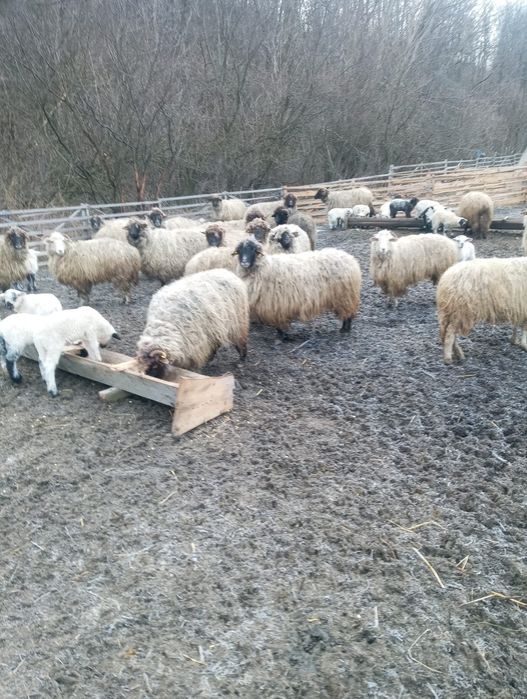 Oi bucălai de vânzare